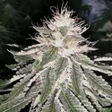 MAC 11 (Pheno Finder) Feminizada