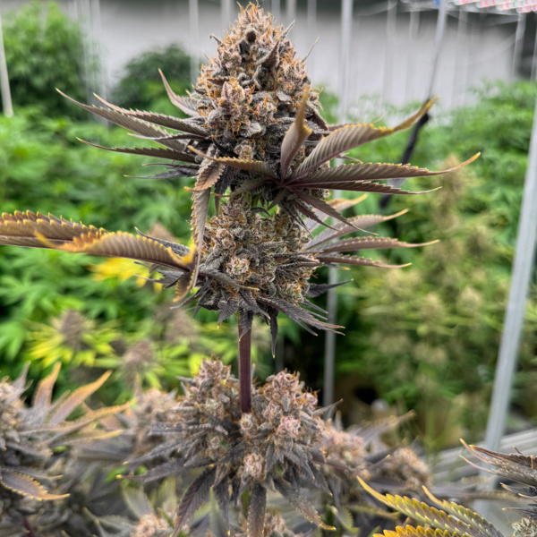 Banana Purple Punch Auto RF3 (FastBuds) feminizada