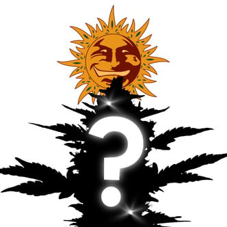 Semente Autoflorescente Misteriosa 1 (Barney's Farm)