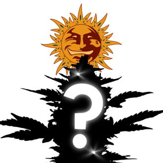 Semente Autoflorescente Misteriosa 1 (Barney's Farm)