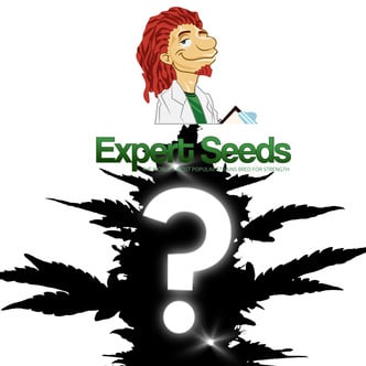 Semente Mistério Autoflorescente 1 (Expert Seeds)