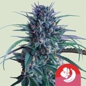 Banana Brawler (Royal Queen Seeds) feminizada
