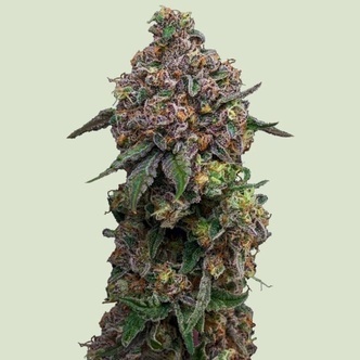 Cosmic Cheddar F1 Autoflower (Royal Queen Seeds) feminizada