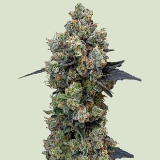Orbital Banana F1 (Royal Queen Seeds) feminizada