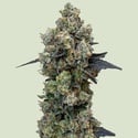 Orbital Banana F1 (Royal Queen Seeds) feminized 