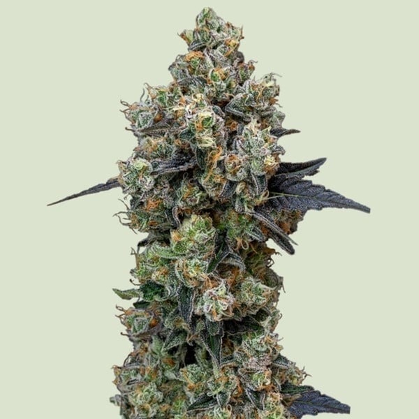 Orbital Banana F1 (Royal Queen Seeds) feminizada
