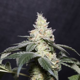 Gary Payton (Vision Seeds) feminizada