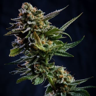 Log Cabin (Vision Seeds) feminizada