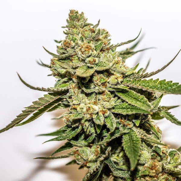 Cereal Milk x OG Kush (Vision Seeds) feminizada