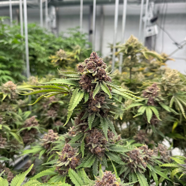 Cherry Cola Auto RF3 (FastBuds) feminizada