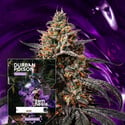 Durban Poison (Zamnesia Seeds) feminized