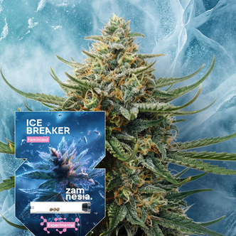 Ice Breaker (Zamnesia Seeds) feminized