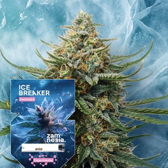 Ice Breaker (Zamnesia Seeds) feminizada