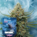 Ice Breaker (Zamnesia Seeds) feminizada