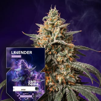 Lavender Autoflorescentes (Zamnesia Seeds) feminized