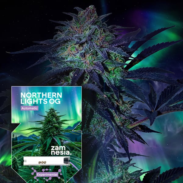 Northern Lights OG Autoflower (Zamnesia Seeds) feminized