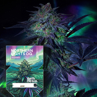 Northern Lights OG Autoflower (Zamnesia Seeds) feminized