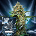 Super Silver Haze Autoflower (Zamnesia Seeds) feminizada