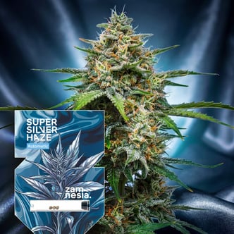 Super Silver Haze Autoflower (Zamnesia Seeds) feminizada