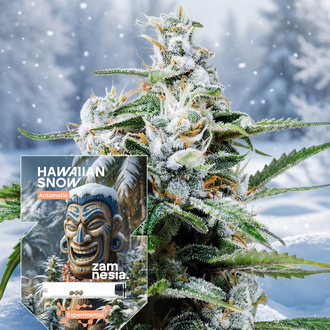 Hawaiian Snow Autoflower (Zamnesia Seeds) feminizada