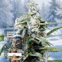 Hawaiian Snow Autoflower (Zamnesia Seeds) feminizada