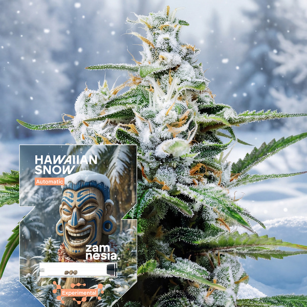 Hawaiian Snow Autoflower (Zamnesia Seeds) feminizada
