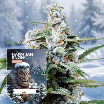 Hawaiian Snow Autoflower (Zamnesia Seeds) feminizada