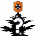 Semente Misteriosa Feminizada 2 (Kannabia)