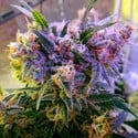 Aurora Indica (Nirvana) feminizada