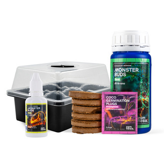 Pack inicial de sementes de can&aacute;bis feminizadas