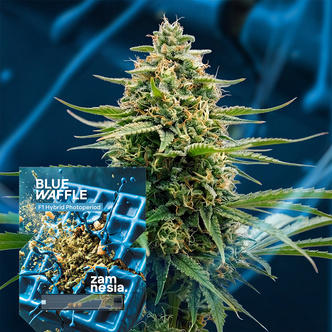 Blue Waffle F1 (Zamnesia Seeds) feminized