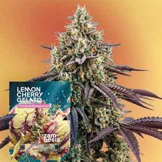 Lemon Cherry Gelato F1 (Zamnesia Seeds) Feminizada