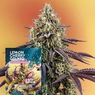Lemon Cherry Gelato F1 (Zamnesia Seeds) feminized