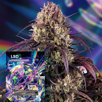 LSD F1 Autoflower (Zamnesia Seeds) Feminizada