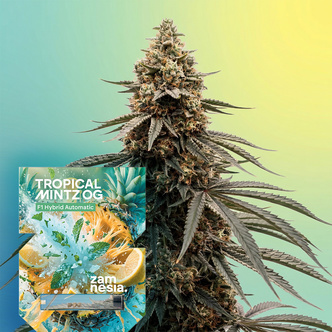 Tropical Mintz OG F1 Autoflorescente (Zamnesia Seeds) feminized