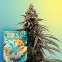 Tropical Mintz OG F1 Autoflower (Zamnesia Seeds) Feminizada