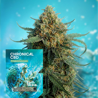 Chronical CBD F1 Autoflorescente (Zamnesia Seeds) feminized