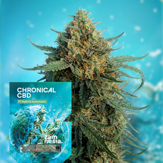 Chronical CBD F1 Autoflorescente (Zamnesia Seeds) feminized