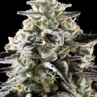 Mexican Sativa (Kannabia) feminized