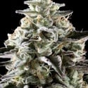 Mexican Sativa (Kannabia) Feminizada