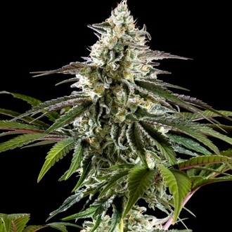 Mexican Sativa (Kannabia) Feminizada