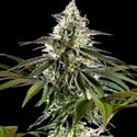 Mexican Sativa (Kannabia) Feminizada