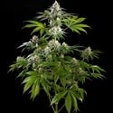 Mexican Sativa (Kannabia) feminized
