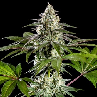 Mexican Sativa (Kannabia) feminized