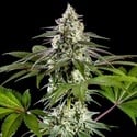 Mexican Sativa (Kannabia) Feminizada