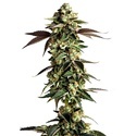 Blue Zushi (Growers Choice) feminizada