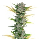 Gello Z (Growers Choice) Feminized
