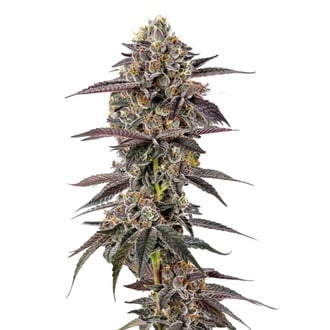 Lemon Cherry Mochi (Growers Choice) feminizada