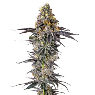 Lobster Butter (Growers Choice) feminizada