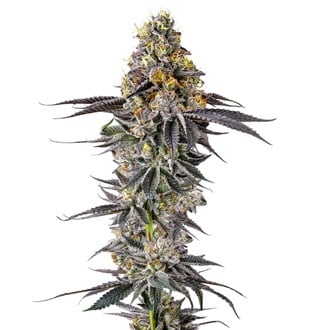 Lobster Butter (Growers Choice) feminizada